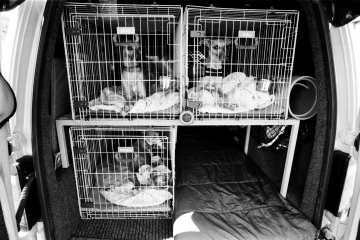 06-75-Whippet-racing-Pontefract