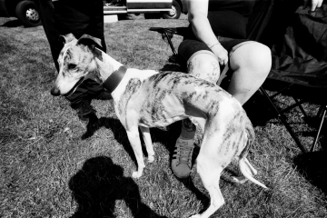 12-75-Whippet-racing-Pontefract