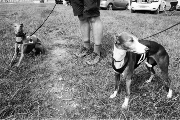 19-74-Whippet-racing-Pontefract