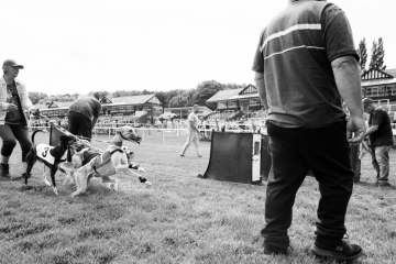 20a-76-Whippet-racing-Pontefract