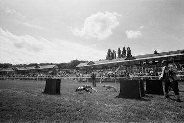 23-76-Whippet-racing-Pontefract-scaled