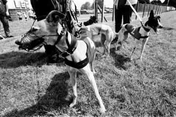 31-76-Whippet-racing-Pontefract