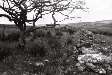 10a-Near-Dufton-Pike-tree-wall-scaled